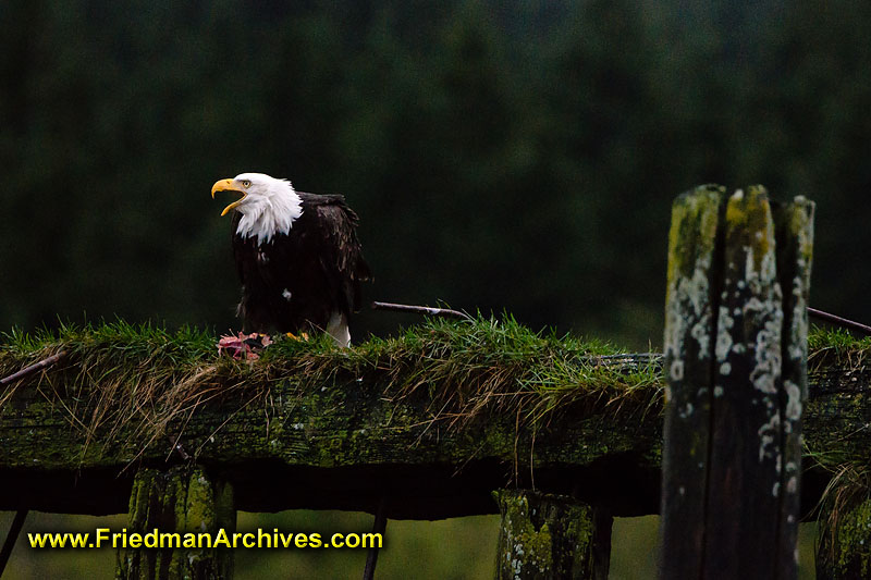 eagle,bird,nature,green,forest,sitting,watching,underexposed,surveillance,fence,fencepost,